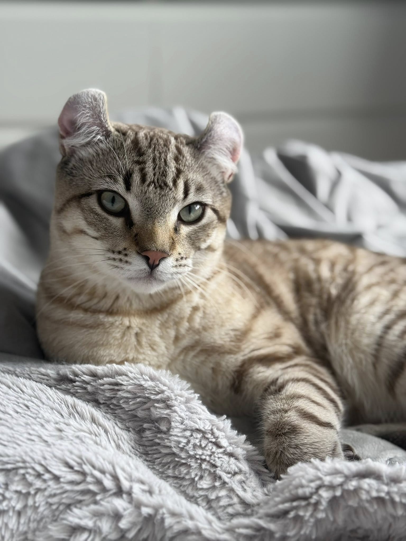 Chat Highland Lynx aux oreilles recourbées, au corps musclé et à la robe tachetée