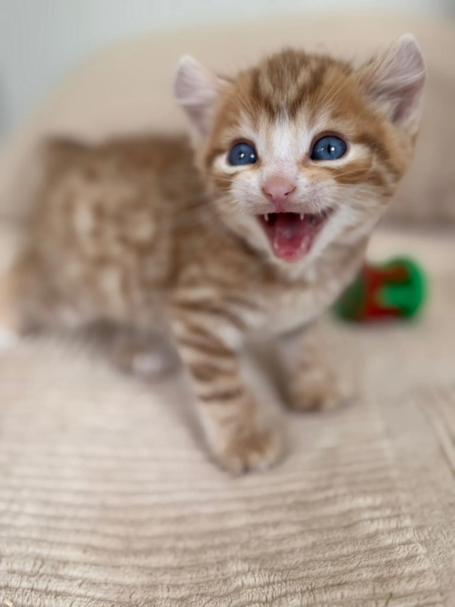 Highland Lynx kitten with blue eyes and curled ears