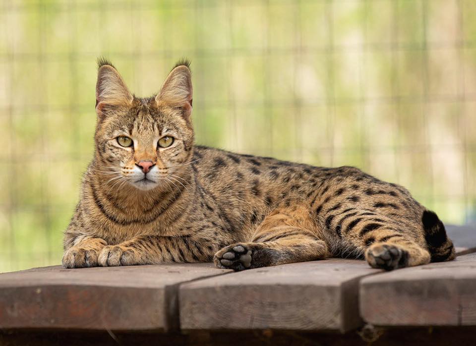 Savannah Cats and Maine Coon Black Silver Shaded Breeder