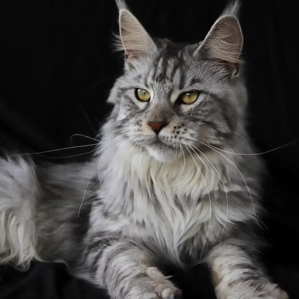 Savannah Cats and Maine Coon Black Silver Shaded Breeder