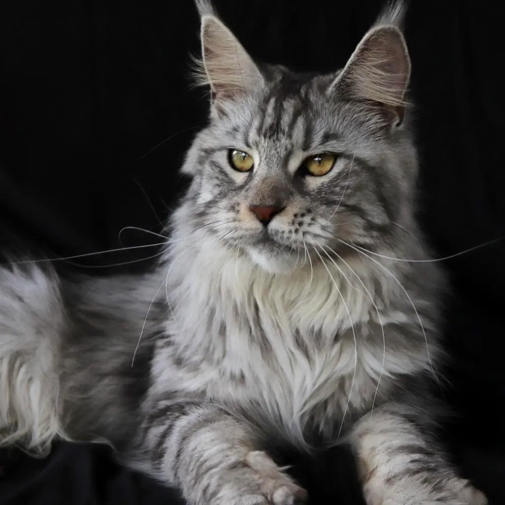 Maine Coons: Size and Price - The Wild Rendez-Vous