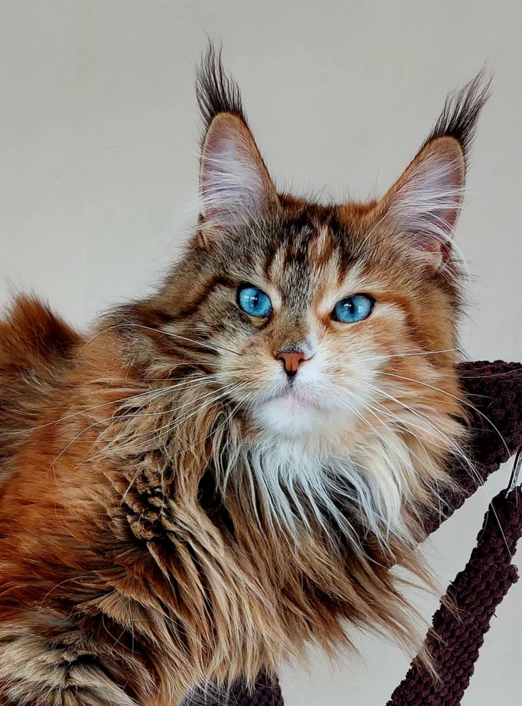 Maine Coon yeux bleu The Wild Rendez Vous