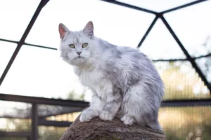 Maine Coon Black Silver Shaded