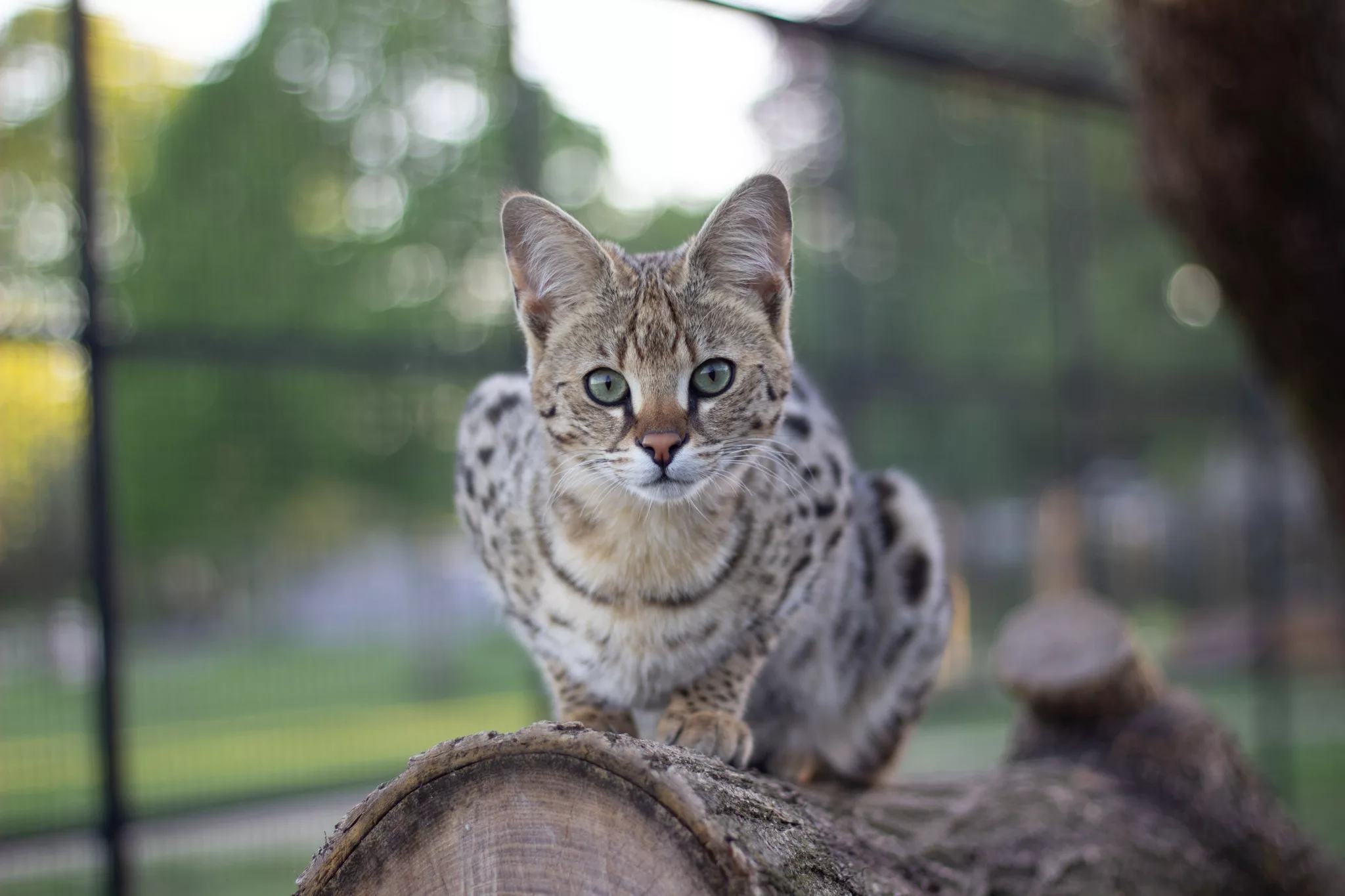 Understanding the Generations of Savannah Cats from f1 to f5 - The Wild 