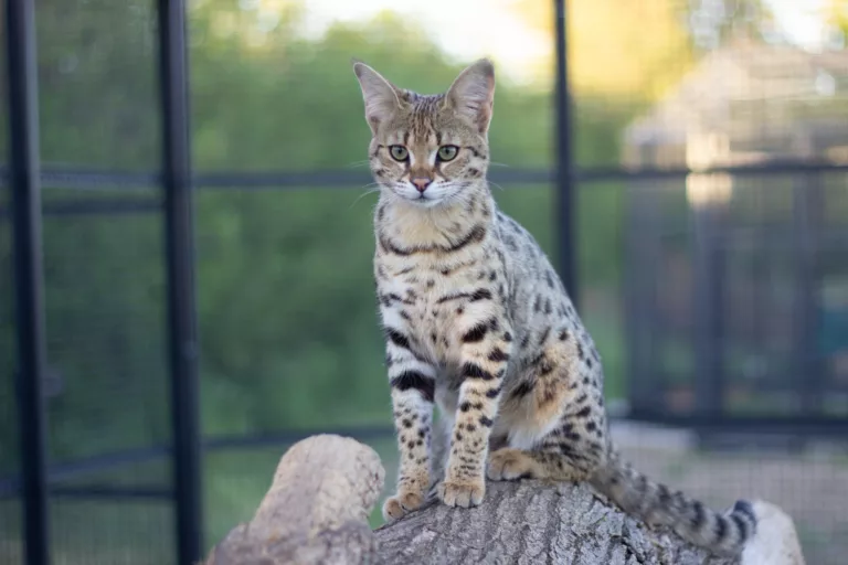 Top 10 fascinating facts about Savannah Cats 