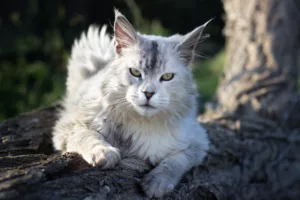 Maine Coon chat