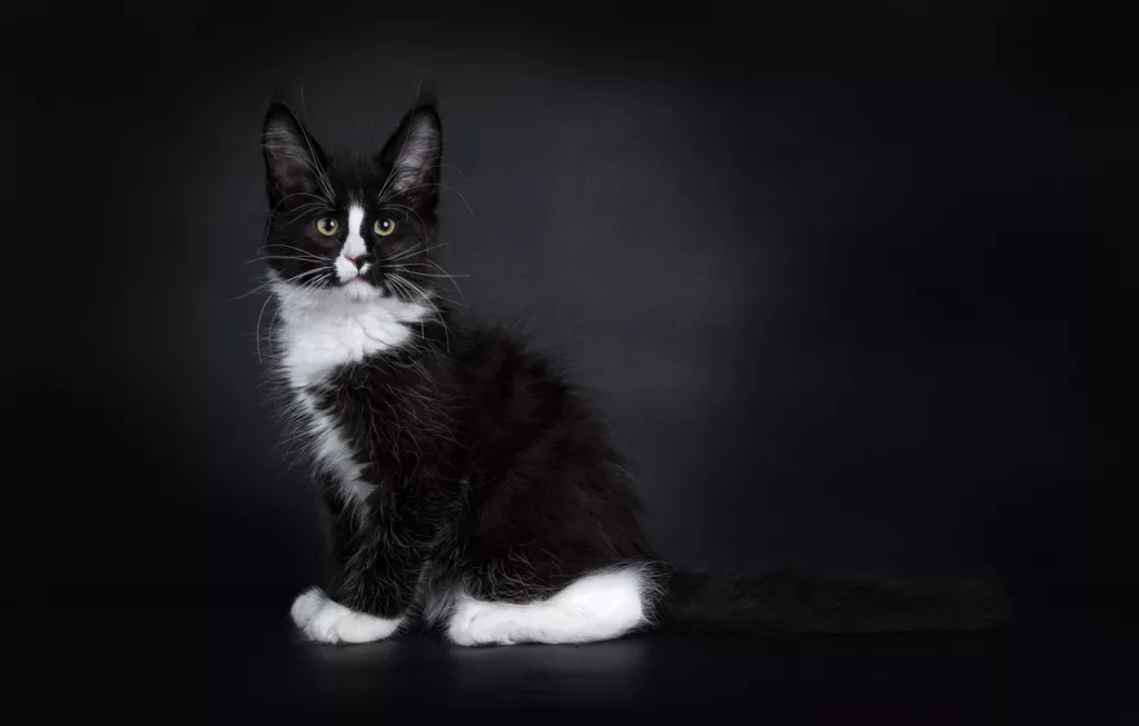 Black and white Maine Coon Cat