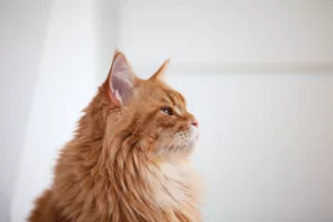 A portrait of a red Maine Coon cat.