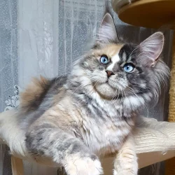 Maine Coon yeux bleus