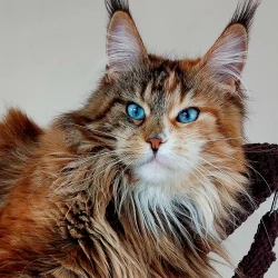 Maine Coon yeux bleu The Wild Rendez Vous