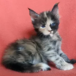 Maine Coon kitten