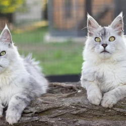 Maine Coon Silver Shaded