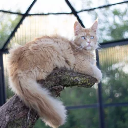 Maine Coon yeux bleus