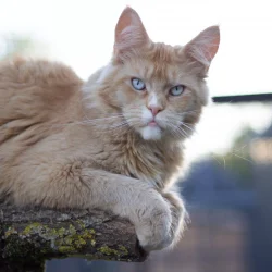 Maine Coon yeux bleus