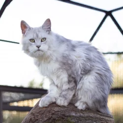 Maine Coon Black Silver Shaded