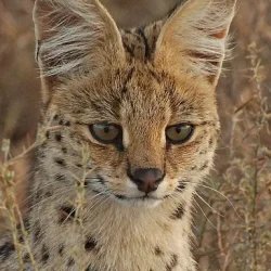 Savannah Cats and Maine Coon Black Silver Shaded Breeder