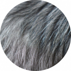 ✨ maine coon furr close up coat silver